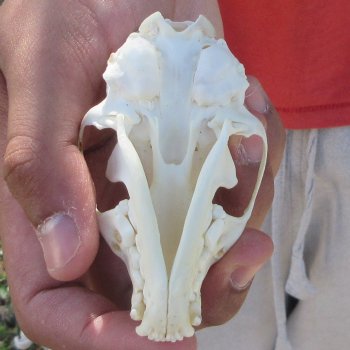 3-1/2" American Pine Marten Skull