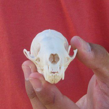 3-1/2" American Pine Marten Skull