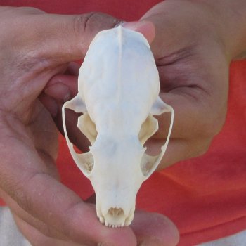 3-1/2" American Pine Marten Skull