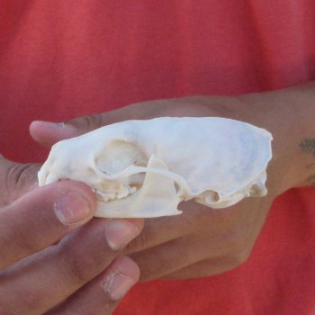 3-1/2" American Pine Marten Skull