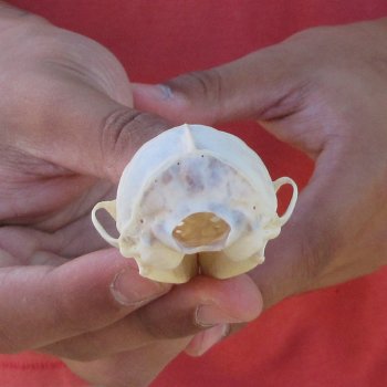 3-1/2" American Pine Marten Skull