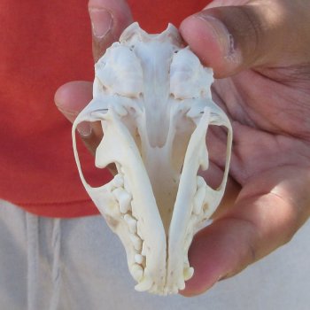 3-1/2" American Pine Marten Skull