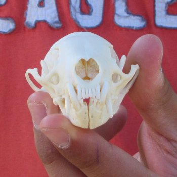 3-1/2" American Pine Marten Skull