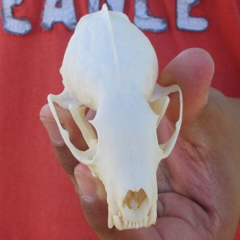 3-1/2" American Pine Marten Skull
