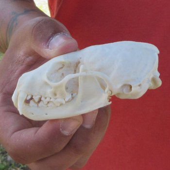 3-1/2" American Pine Marten Skull