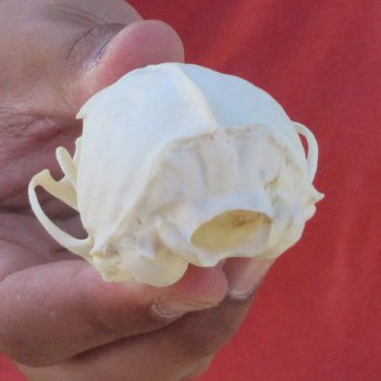 3-1/2" American Pine Marten Skull