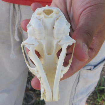 3-1/2" American Pine Marten Skull