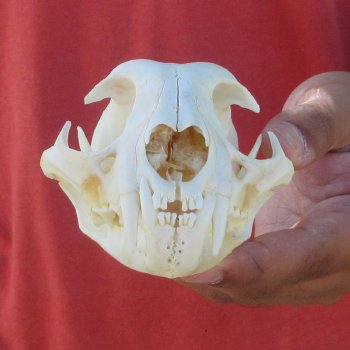 5" Bobcat Skull