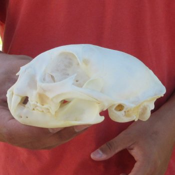 5" Bobcat Skull