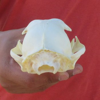 5" Bobcat Skull