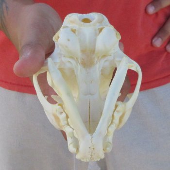 5" Bobcat Skull