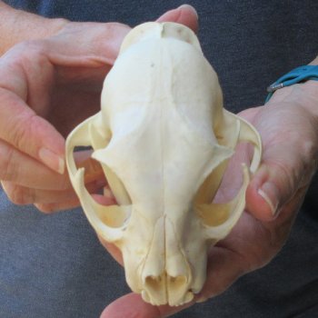 5" Bobcat Skull