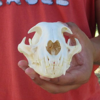 5-1/4" Bobcat Skull