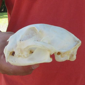 5-1/4" Bobcat Skull