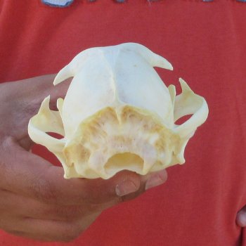5-1/4" Bobcat Skull