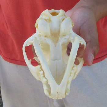 4-3/4" Bobcat Skull
