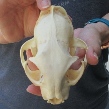 5-1/4" Bobcat Skull