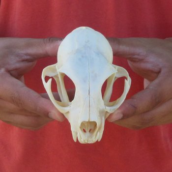 4-3/4" Bobcat Skull