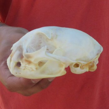 4-3/4" Bobcat Skull