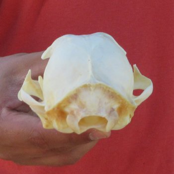 4-3/4" Bobcat Skull