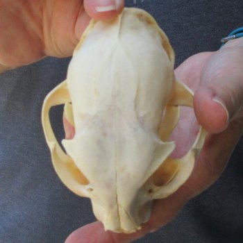 4-3/4" Bobcat Skull