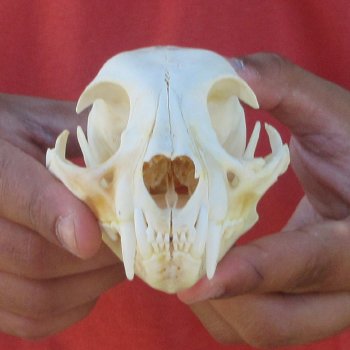4-3/4" Bobcat Skull