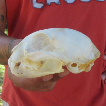 4-3/4" Bobcat Skull