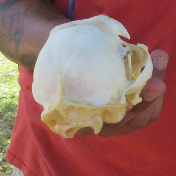 4-3/4" Bobcat Skull