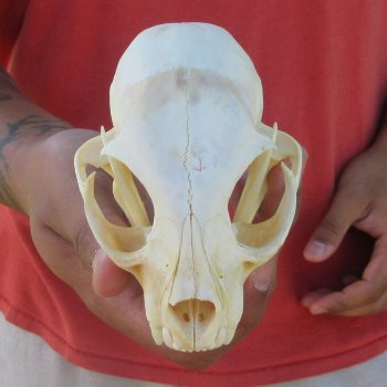 4-3/4" Bobcat Skull