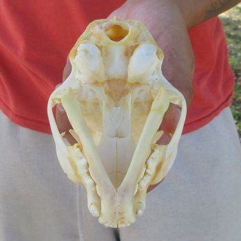 4-3/4" Bobcat Skull
