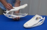 14" to 14-7/8" Alligator Skulls Wholesale, Grade A from a Florida gator, professional cleaned/whitened - You will receive one that looks similar to those shown @ $85 each; Packed: 3 pcs @ $76 each