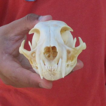 4-3/4" Bobcat Skull