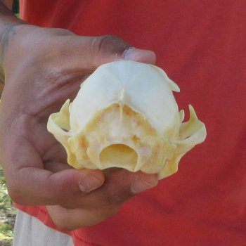 4-3/4" Bobcat Skull