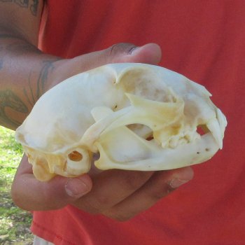 4-3/4" Bobcat Skull