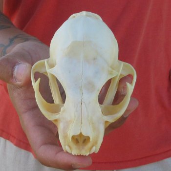 4-3/4" Bobcat Skull