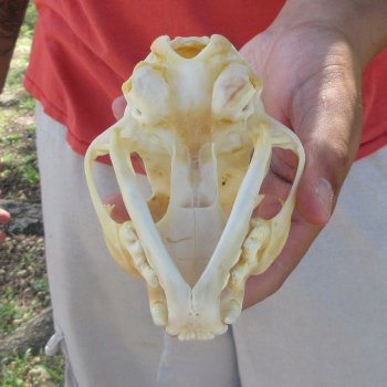 4-3/4" Bobcat Skull