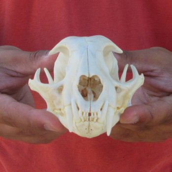 5-1/4" Bobcat Skull