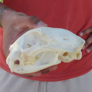 5-1/4" Bobcat Skull