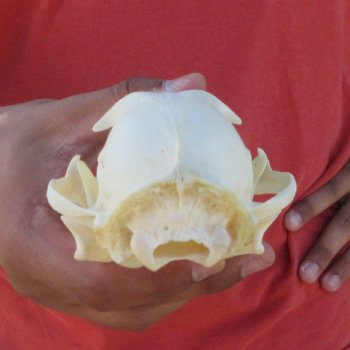 5-1/4" Bobcat Skull