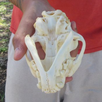 5-1/4" Bobcat Skull