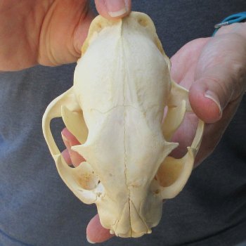 5-1/4" Bobcat Skull
