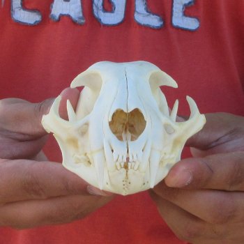 5-1/4" Bobcat Skull