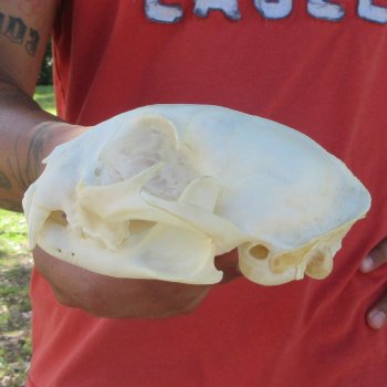 5-1/4" Bobcat Skull