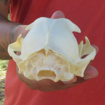 5-1/4" Bobcat Skull