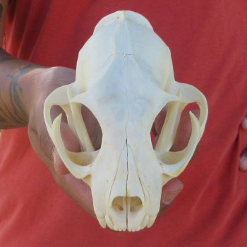 5-1/4" Bobcat Skull
