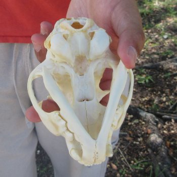 5-1/4" Bobcat Skull