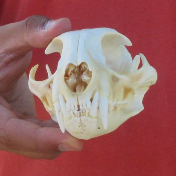 5" Bobcat Skull
