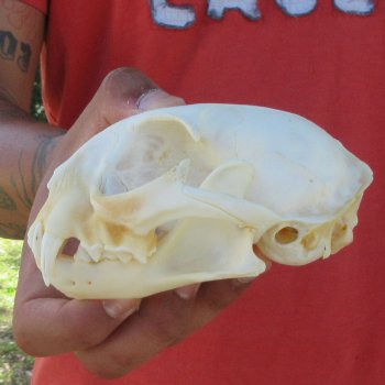 5" Bobcat Skull