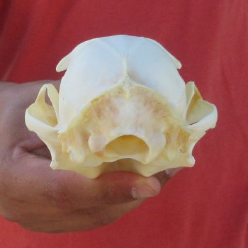 5" Bobcat Skull