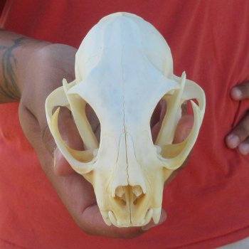 5" Bobcat Skull